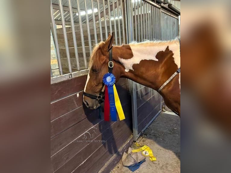 Caballo de silla manchada Yegua 4 años 152 cm Alazán rojizo in Frankewing, TN