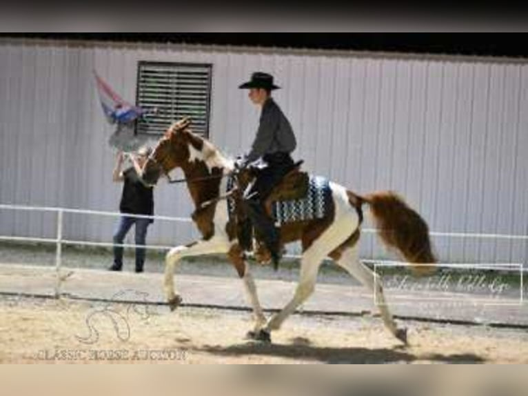 Caballo de silla manchada Yegua 4 años 152 cm Alazán rojizo in Frankewing, TN