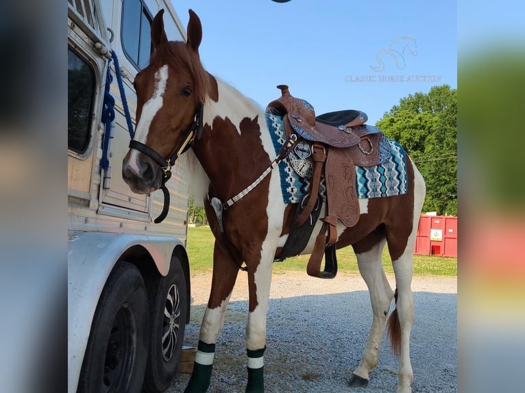 Caballo de silla manchada Yegua 4 años 152 cm Alazán rojizo in Frankewing, TN