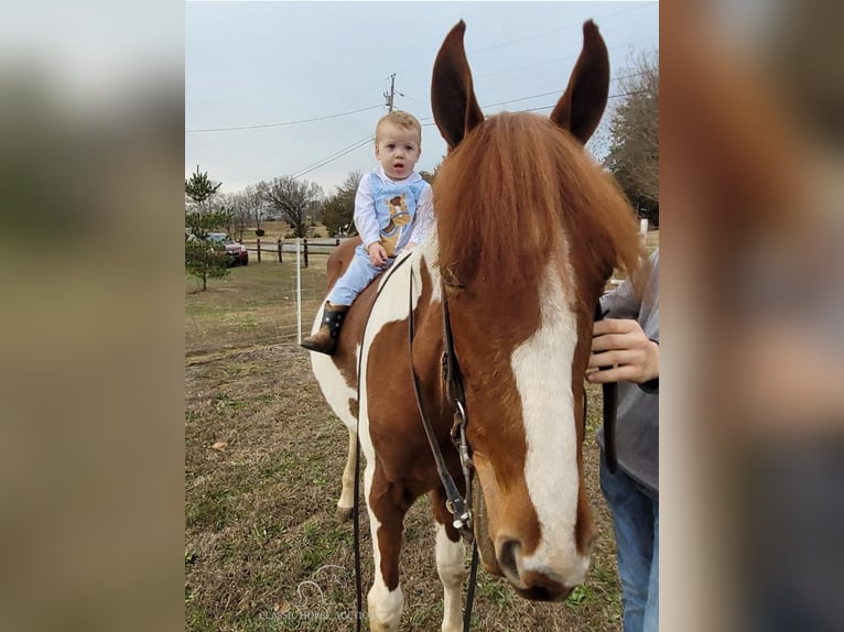 Caballo de silla manchada Yegua 4 años 152 cm Alazán rojizo in Frankewing, TN