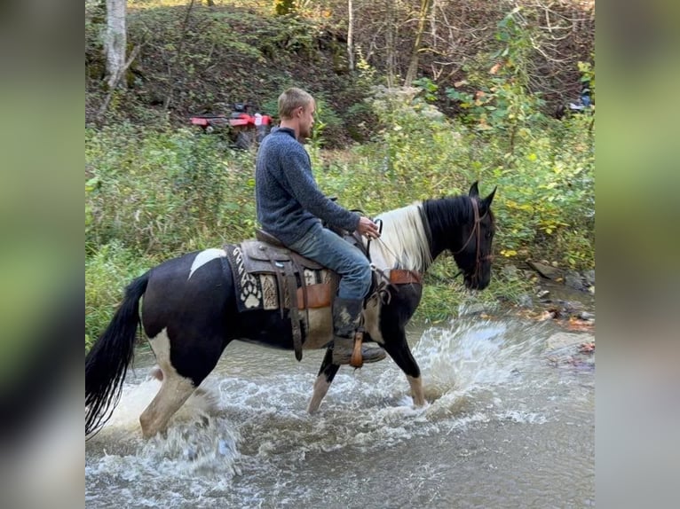 Caballo de silla manchada Yegua 4 años 155 cm Pío in Moscow