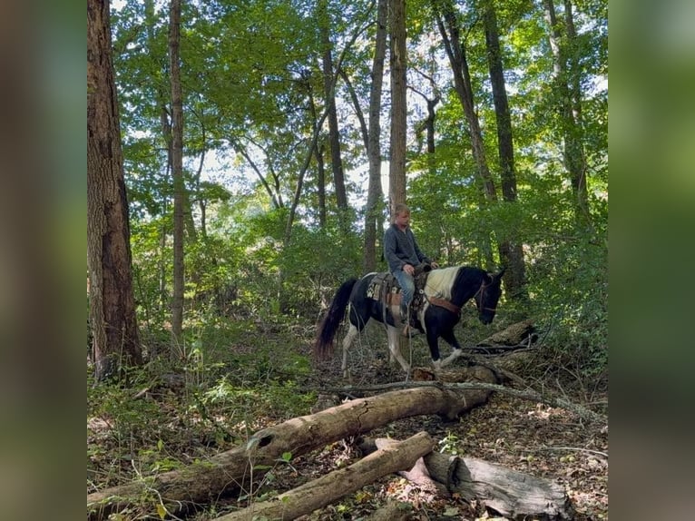 Caballo de silla manchada Yegua 4 años 155 cm Pío in Moscow