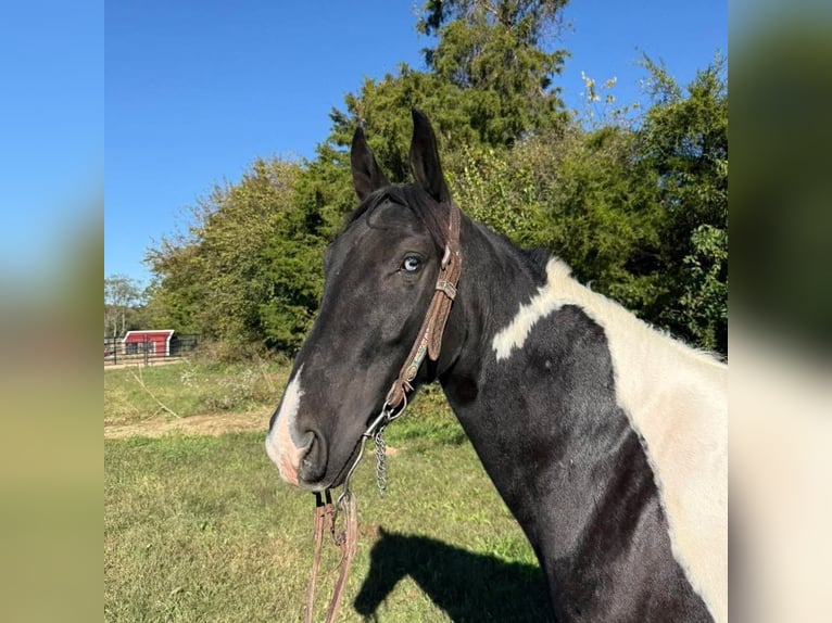 Caballo de silla manchada Yegua 5 años 155 cm Pío in Moscow