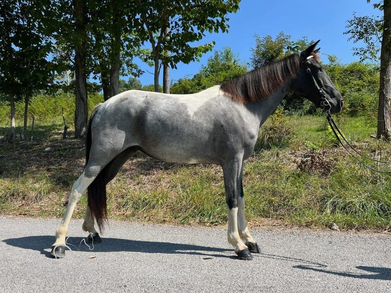 Caballo de silla manchada Yegua 6 años 142 cm Ruano azulado in Sneedville, TENNESSE