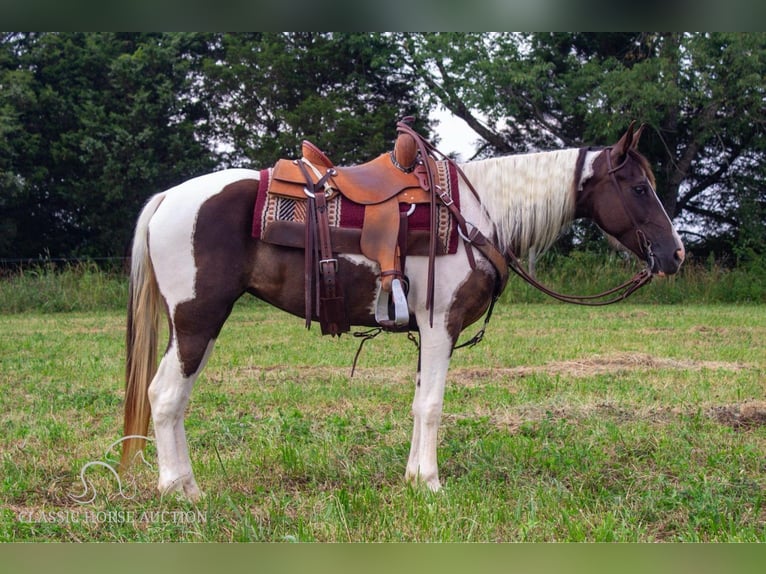 Caballo de silla manchada Yegua 6 años 152 cm Tobiano-todas las-capas in Greensburg, KY