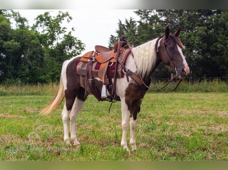 Caballo de silla manchada Yegua 6 años 152 cm Tobiano-todas las-capas in Greensburg, KY