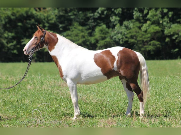 Caballo de silla manchada Yegua 7 años 132 cm Alazán rojizo in Nancy