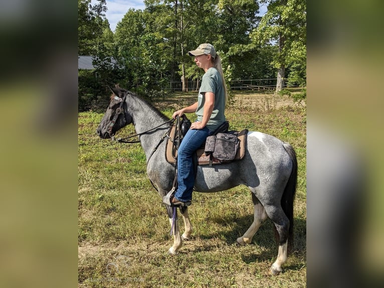 Caballo de silla manchada Yegua 7 años 142 cm Ruano azulado in Sneedville, TENNESSE