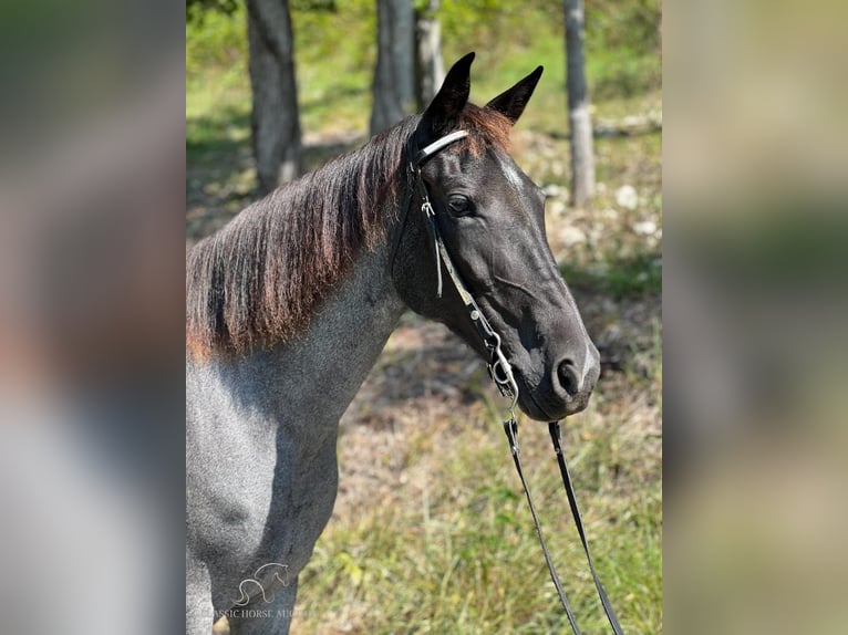 Caballo de silla manchada Yegua 7 años 142 cm Ruano azulado in Sneedville, TENNESSE