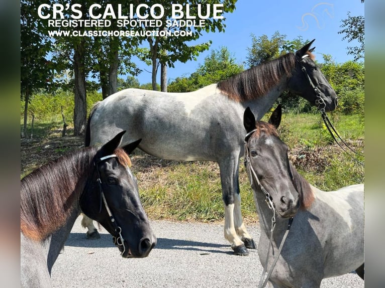 Caballo de silla manchada Yegua 7 años 142 cm Ruano azulado in Sneedville, TENNESSE