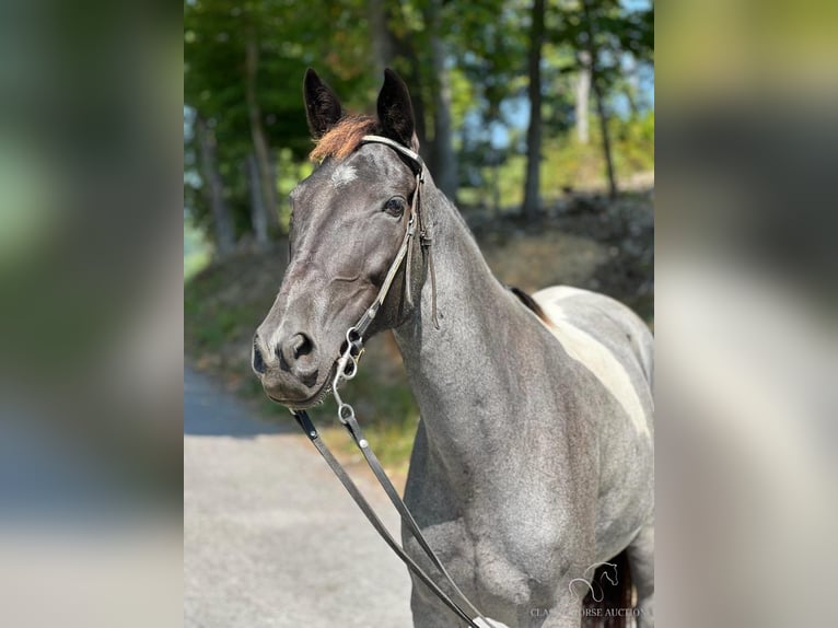 Caballo de silla manchada Yegua 7 años 142 cm Ruano azulado in Sneedville, TENNESSE