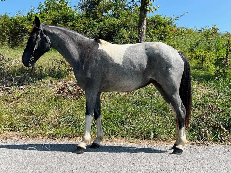 Caballo de silla manchada Yegua 7 años 142 cm Ruano azulado in Sneedville, TENNESSE