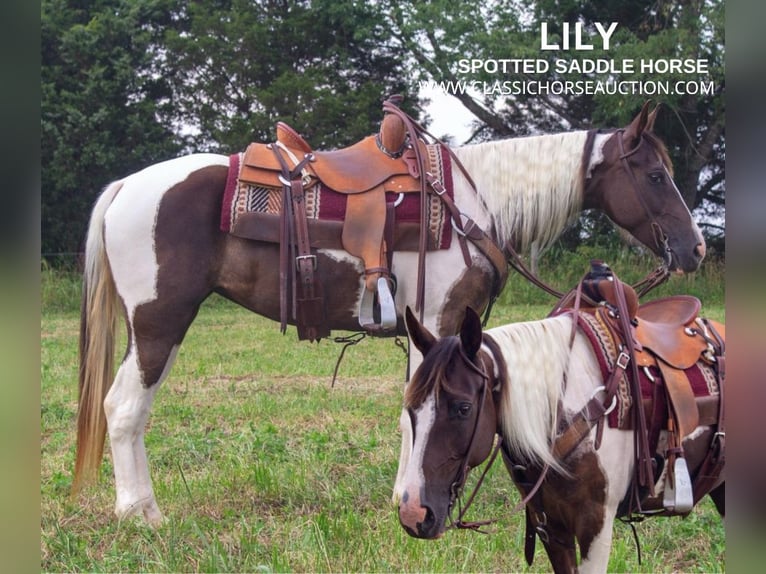 Caballo de silla manchada Yegua 7 años 152 cm Tobiano-todas las-capas in Greensburg, KY