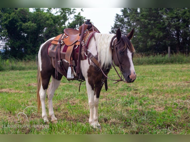 Caballo de silla manchada Yegua 7 años 152 cm Tobiano-todas las-capas in Greensburg, KY