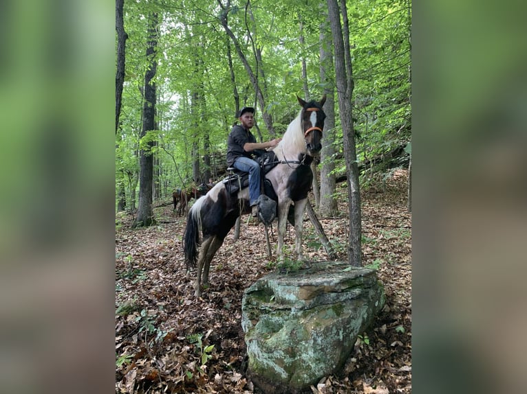 Caballo de silla manchada Yegua 9 años 142 cm Tobiano-todas las-capas in Winchester,Ky