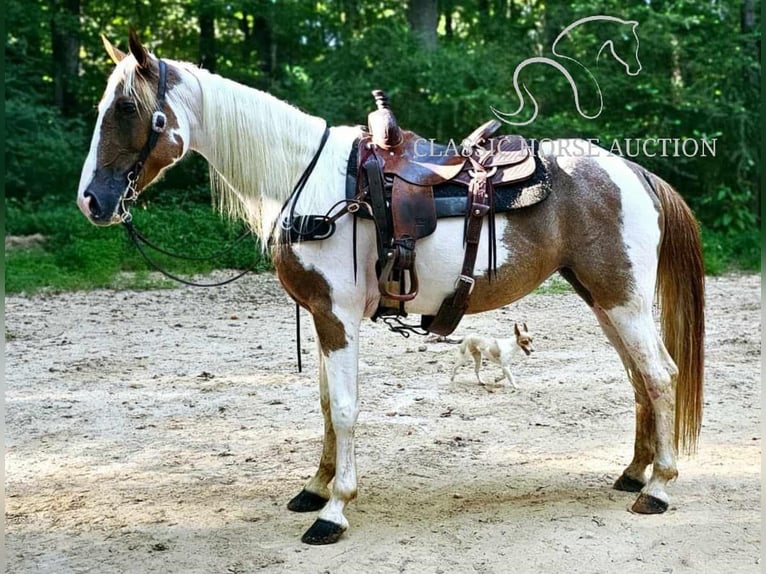 Caballo de silla manchada Yegua 9 años 152 cm Tobiano-todas las-capas in Otis Orchards, WA