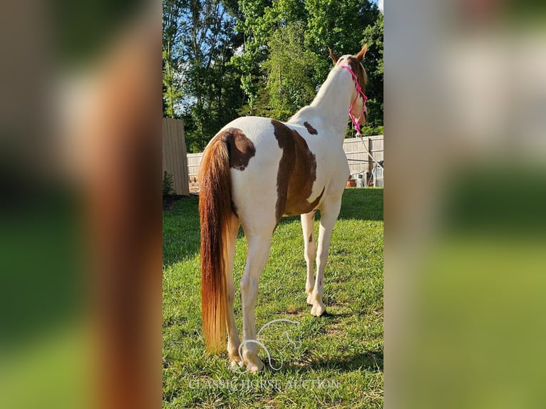 Caballo de silla manchada Yegua 9 años 152 cm Tobiano-todas las-capas in Otis Orchards, WA