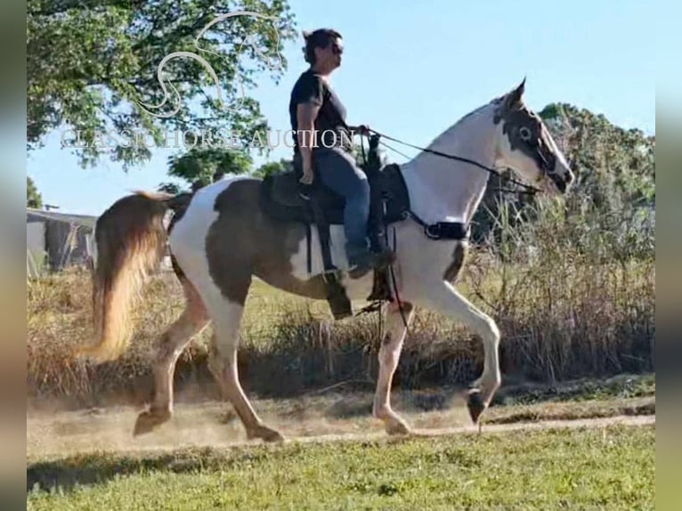 Caballo de silla manchada Yegua 9 años 152 cm Tobiano-todas las-capas in Otis Orchards, WA