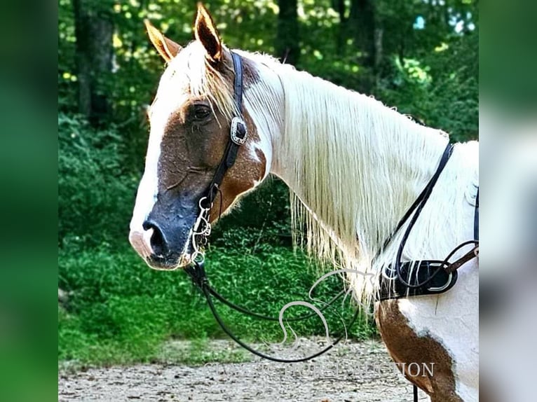 Caballo de silla manchada Yegua 9 años 152 cm Tobiano-todas las-capas in Otis Orchards, WA