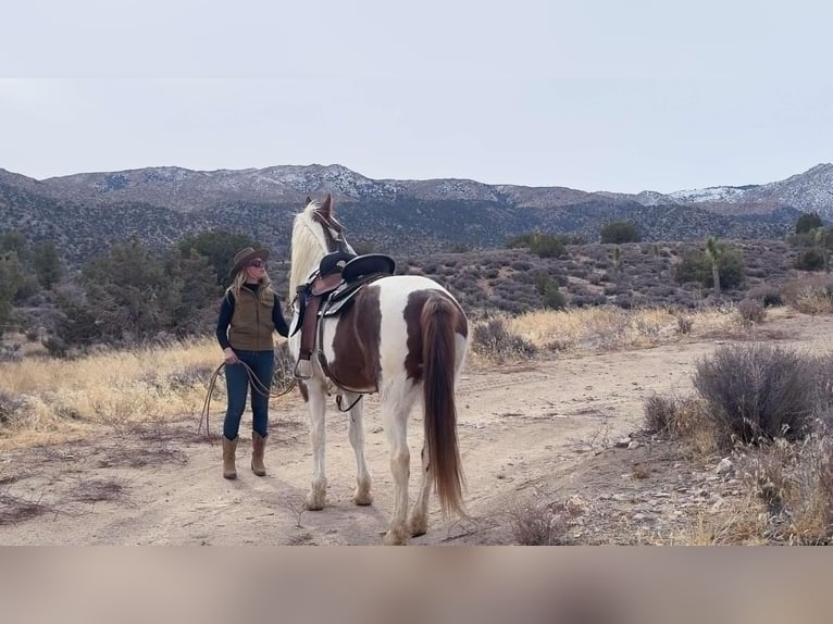 Caballo de silla manchada Yegua 9 años 163 cm Tobiano-todas las-capas in Houston