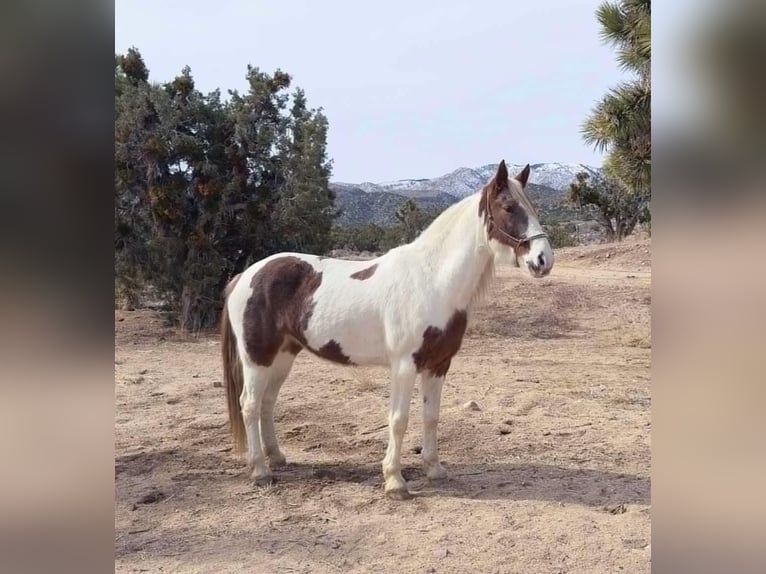 Caballo de silla manchada Yegua 9 años 163 cm Tobiano-todas las-capas in Houston