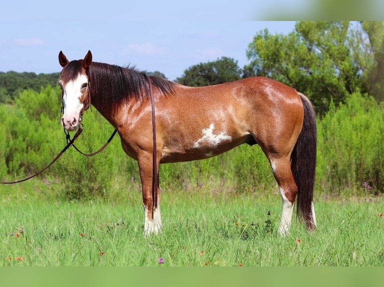 caballo de tiro Mestizo Caballo castrado 10 años 142 cm Castaño-ruano in Lampasas