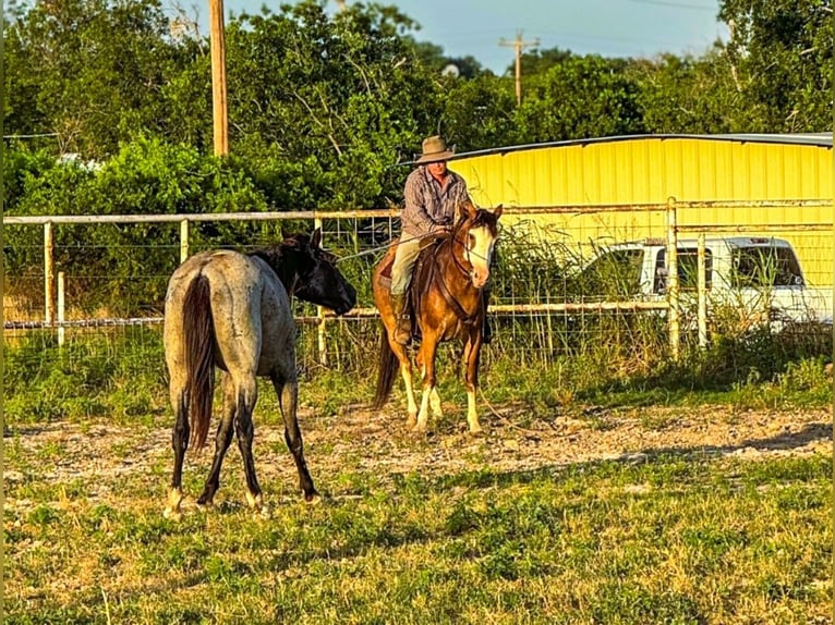 caballo de tiro Mestizo Caballo castrado 10 años 142 cm Castaño-ruano in Lampasas