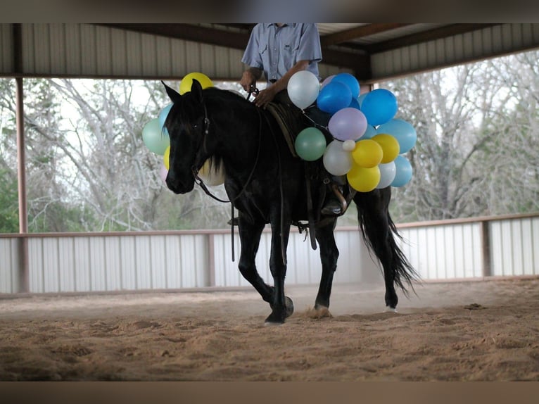 caballo de tiro Mestizo Caballo castrado 10 años 145 cm Negro in Plano