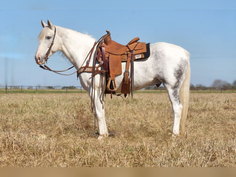 caballo de tiro Caballo castrado 10 años 150 cm Tordo in Midway, TX