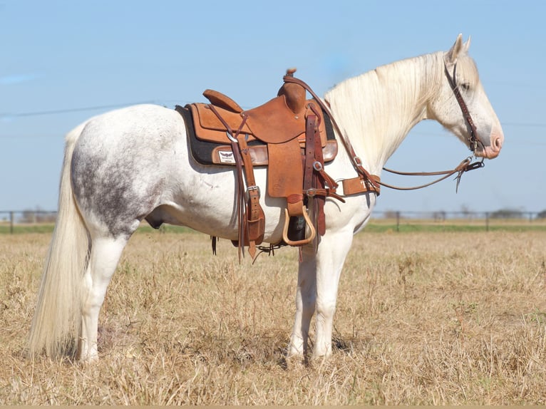 caballo de tiro Caballo castrado 10 años 150 cm Tordo in Midway, TX