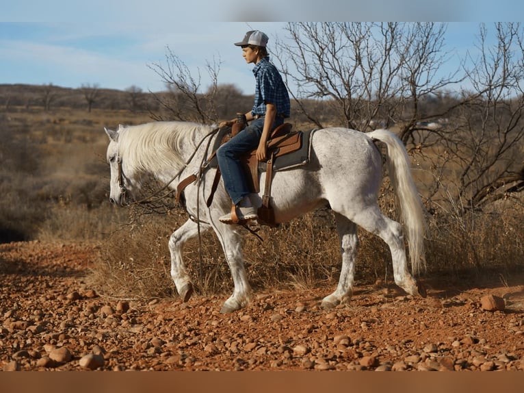 caballo de tiro Mestizo Caballo castrado 10 años 152 cm Tordo in Canyon