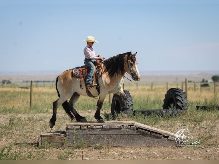 caballo de tiro Mestizo Caballo castrado 10 años 155 cm Buckskin/Bayo in Cody