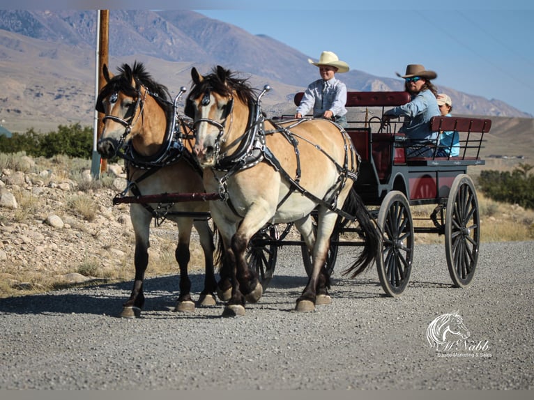 caballo de tiro Mestizo Caballo castrado 10 años 155 cm Buckskin/Bayo in Cody