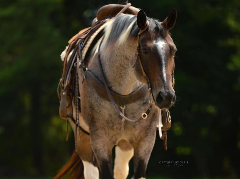 caballo de tiro Mestizo Caballo castrado 10 años 155 cm Castaño-ruano in Lewistown