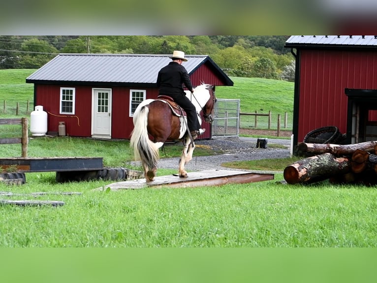 caballo de tiro Mestizo Caballo castrado 10 años 157 cm in Rebersburg, PA