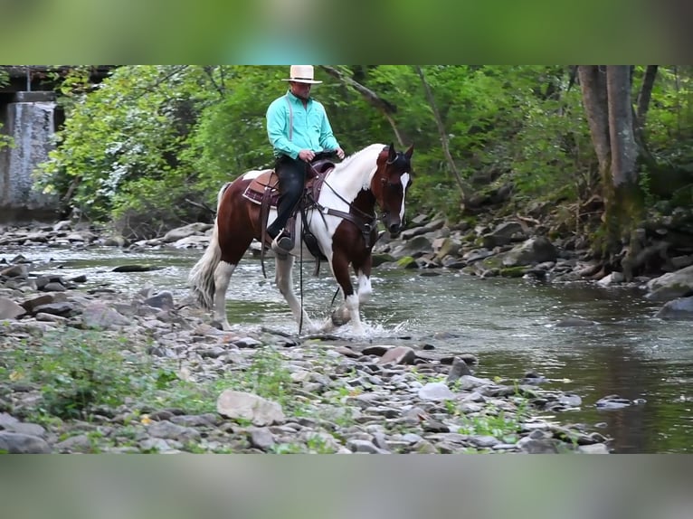 caballo de tiro Mestizo Caballo castrado 10 años 157 cm in Rebersburg, PA