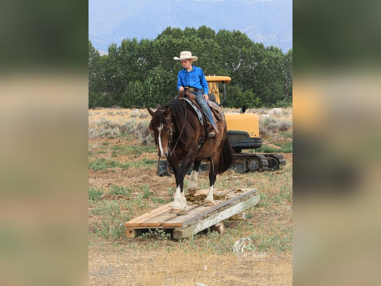 caballo de tiro Mestizo Caballo castrado 10 años 157 cm Castaño rojizo in Cody