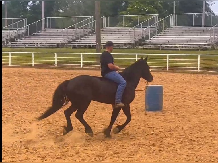 caballo de tiro Mestizo Caballo castrado 10 años 157 cm Negro in Watson, OK