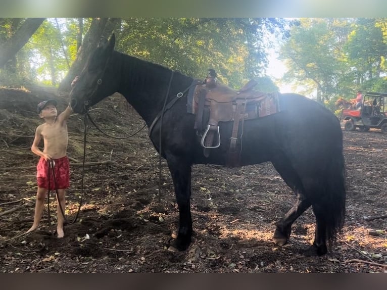 caballo de tiro Mestizo Caballo castrado 10 años 157 cm Negro in Watson, OK