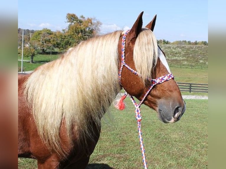 caballo de tiro Caballo castrado 10 años 160 cm Alazán rojizo in Parkers Lake, KY