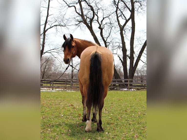 caballo de tiro Caballo castrado 10 años 160 cm Bayo in Highland MI