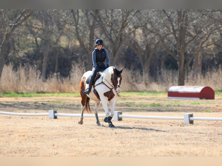 caballo de tiro Mestizo Caballo castrado 10 años 160 cm Pío in Forney
