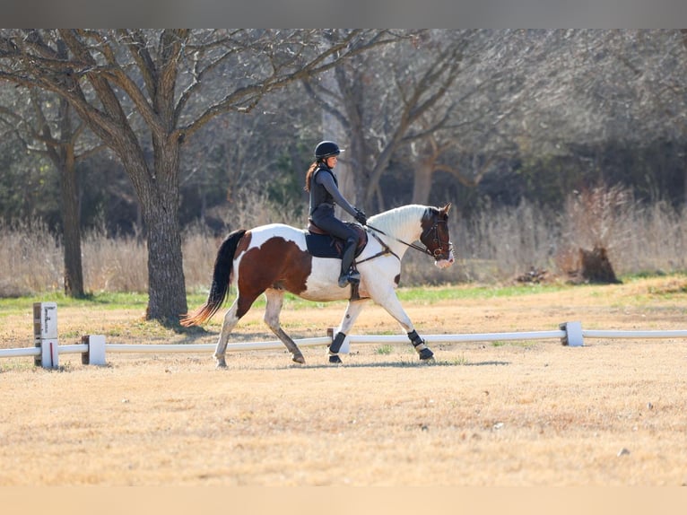 caballo de tiro Mestizo Caballo castrado 10 años 160 cm Pío in Forney