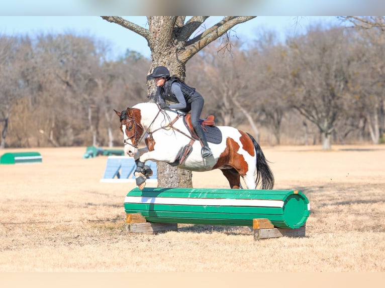 caballo de tiro Mestizo Caballo castrado 10 años 160 cm Pío in Forney