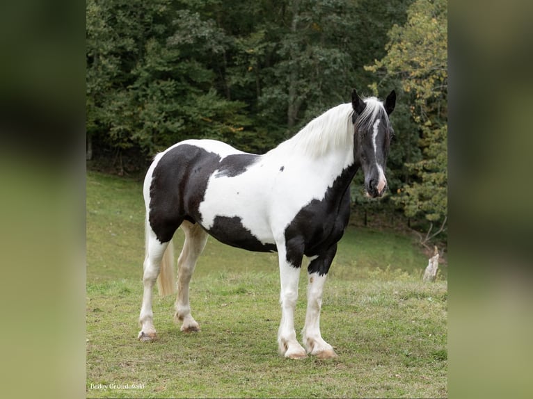 caballo de tiro Caballo castrado 10 años 160 cm Tobiano-todas las-capas in Everett PA