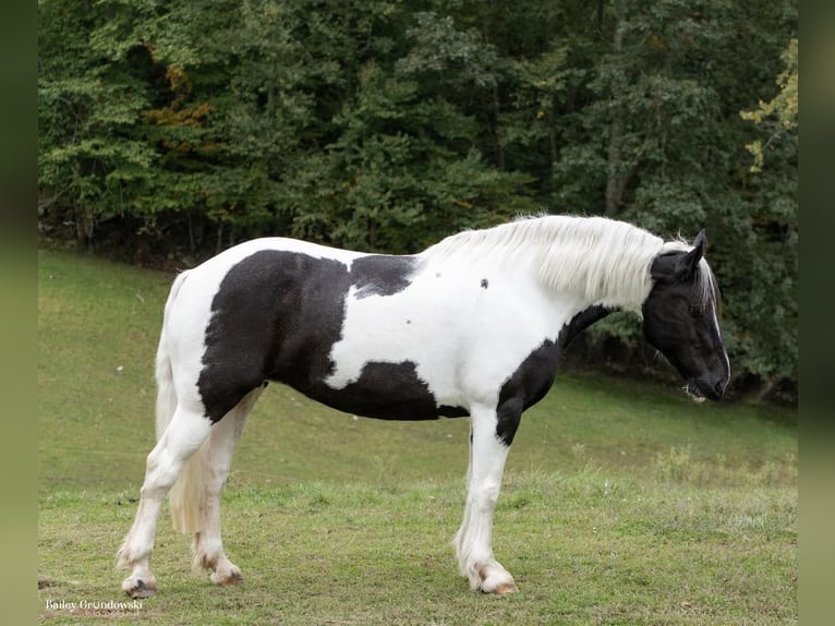 caballo de tiro Caballo castrado 10 años 160 cm Tobiano-todas las-capas in Everett PA