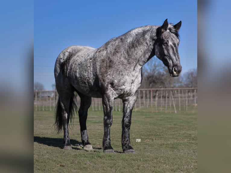 caballo de tiro Mestizo Caballo castrado 10 años 163 cm Ruano azulado in Weatherford