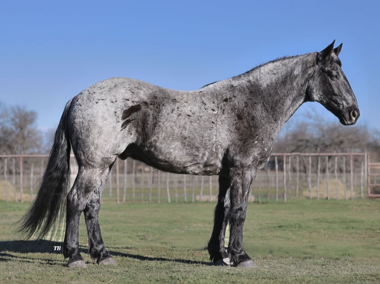 caballo de tiro Mestizo Caballo castrado 10 años 163 cm Ruano azulado in Weatherford