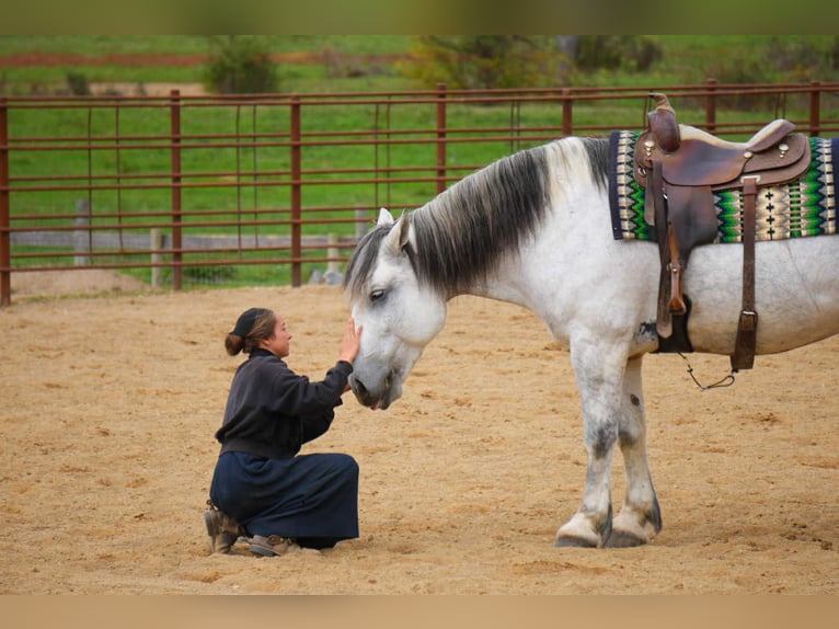 caballo de tiro Mestizo Caballo castrado 10 años 163 cm Tordo in Fresno