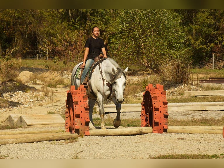caballo de tiro Mestizo Caballo castrado 10 años 163 cm Tordo in Fresno